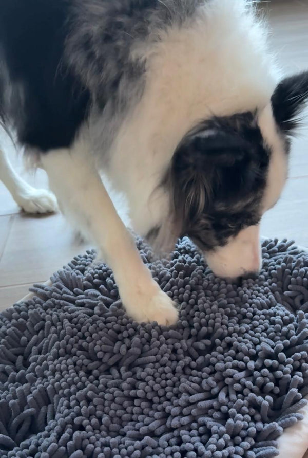 The Beginner’s Guide to Dog Enrichment: Simple Activities Every Dog Mom Can Try