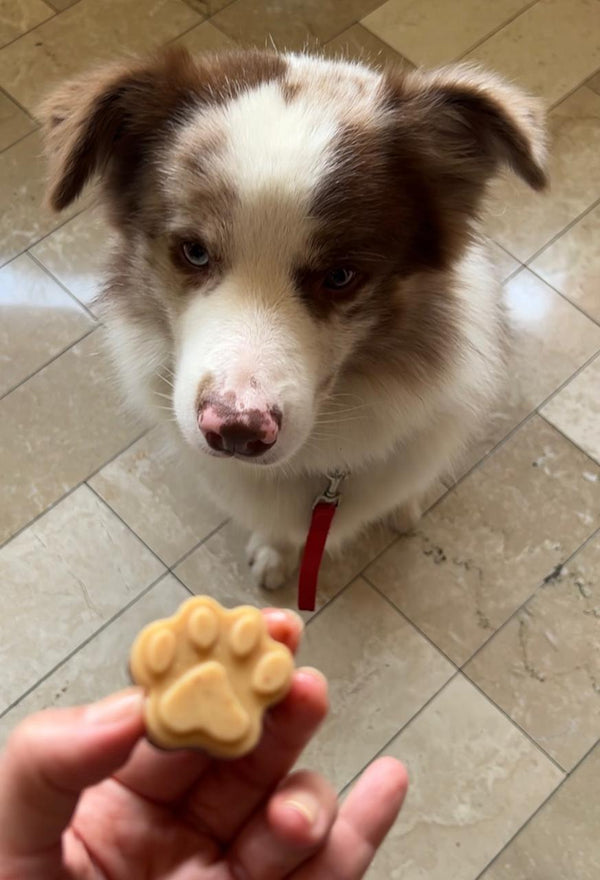 10 Healthy & Fun Frozen Treat Recipes for Dogs