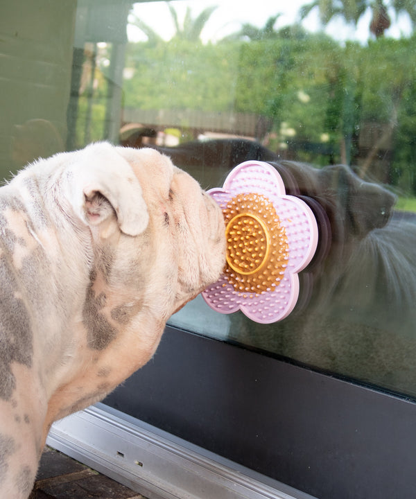 Why Every Dog Mom Needs a Lick Mat: 5 Surprising Benefits You Didn’t Know