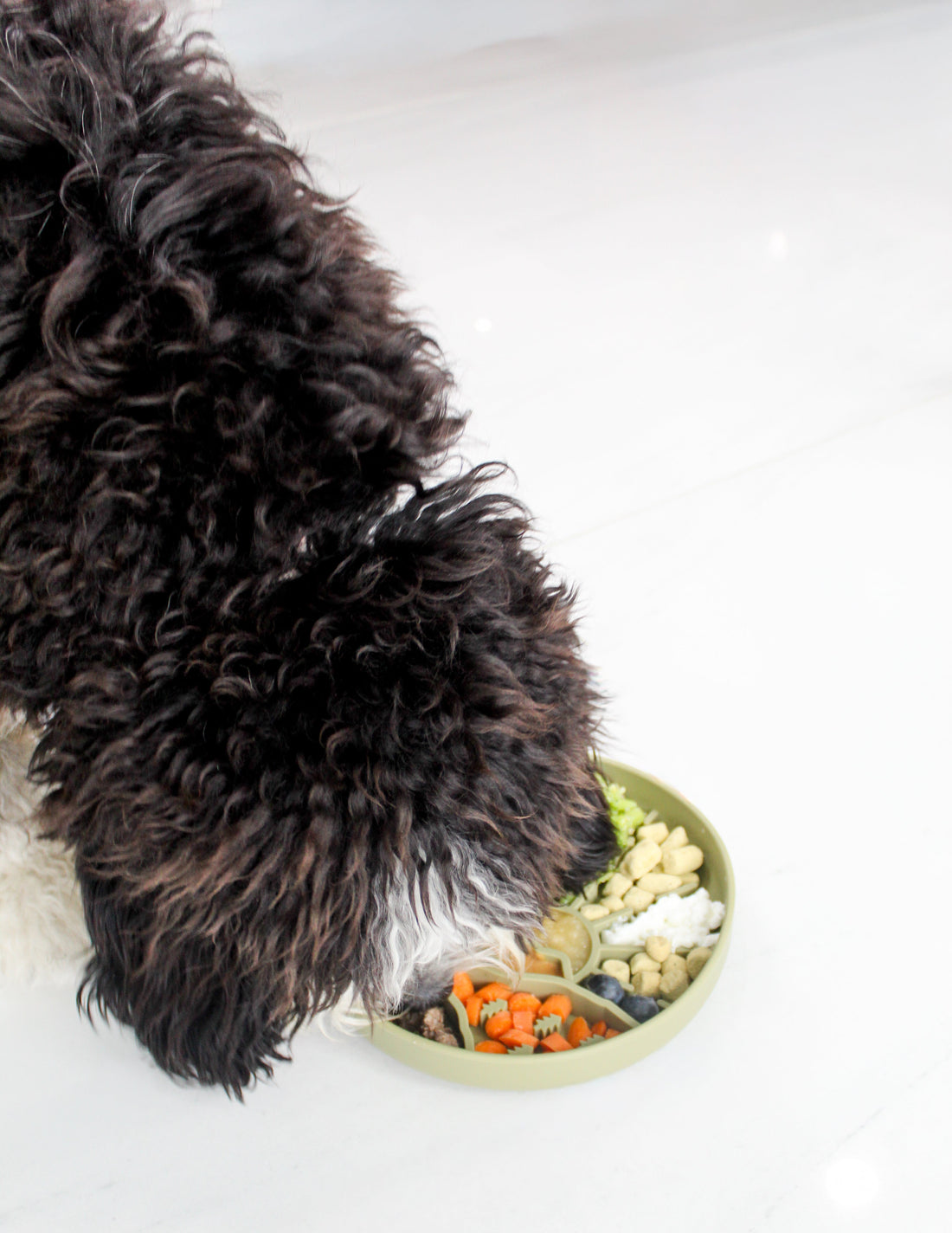 The Science Behind Enrichment: How to Stimulate Your Dog’s Mind Every Day