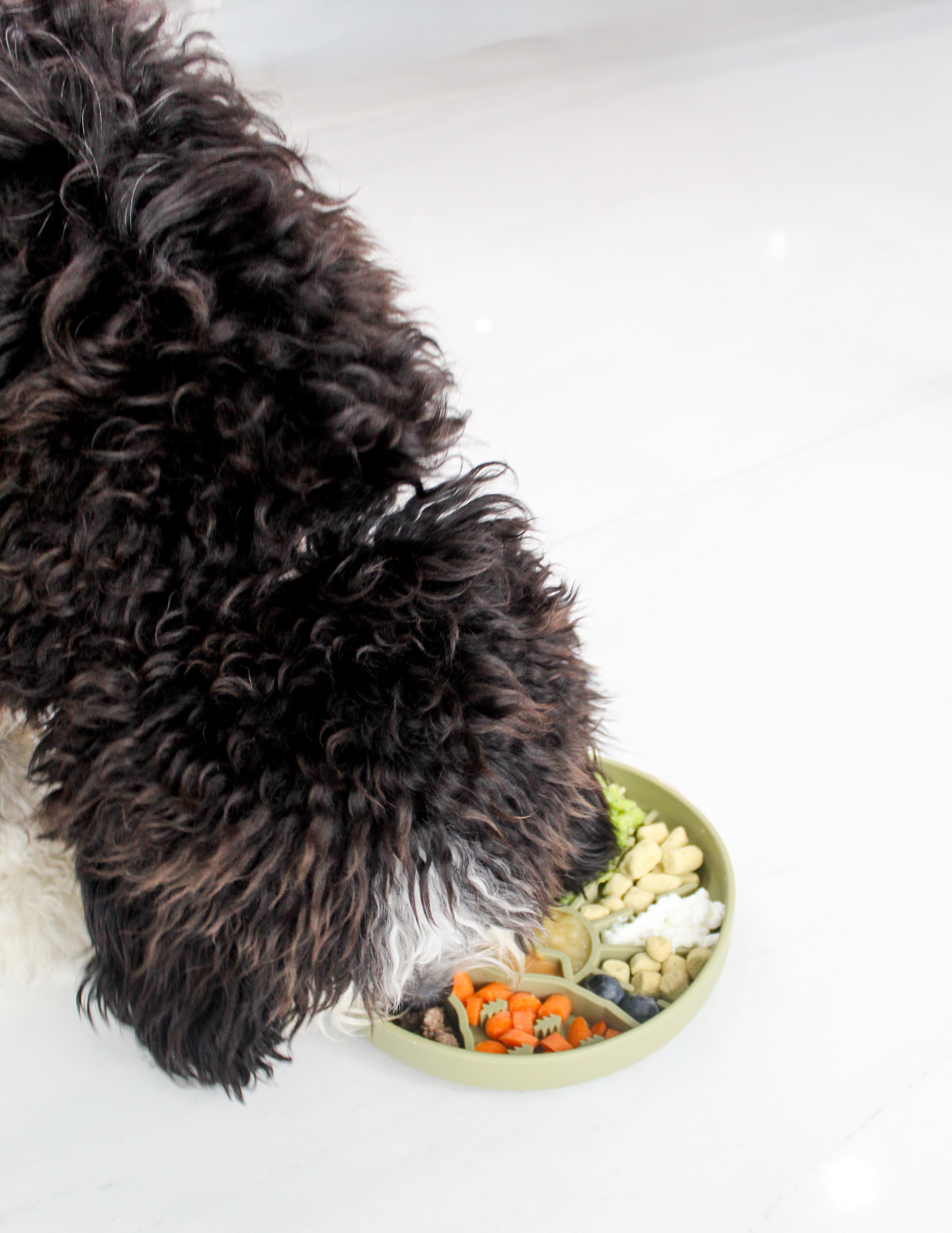 The Science Behind Enrichment: How to Stimulate Your Dog’s Mind Every Day