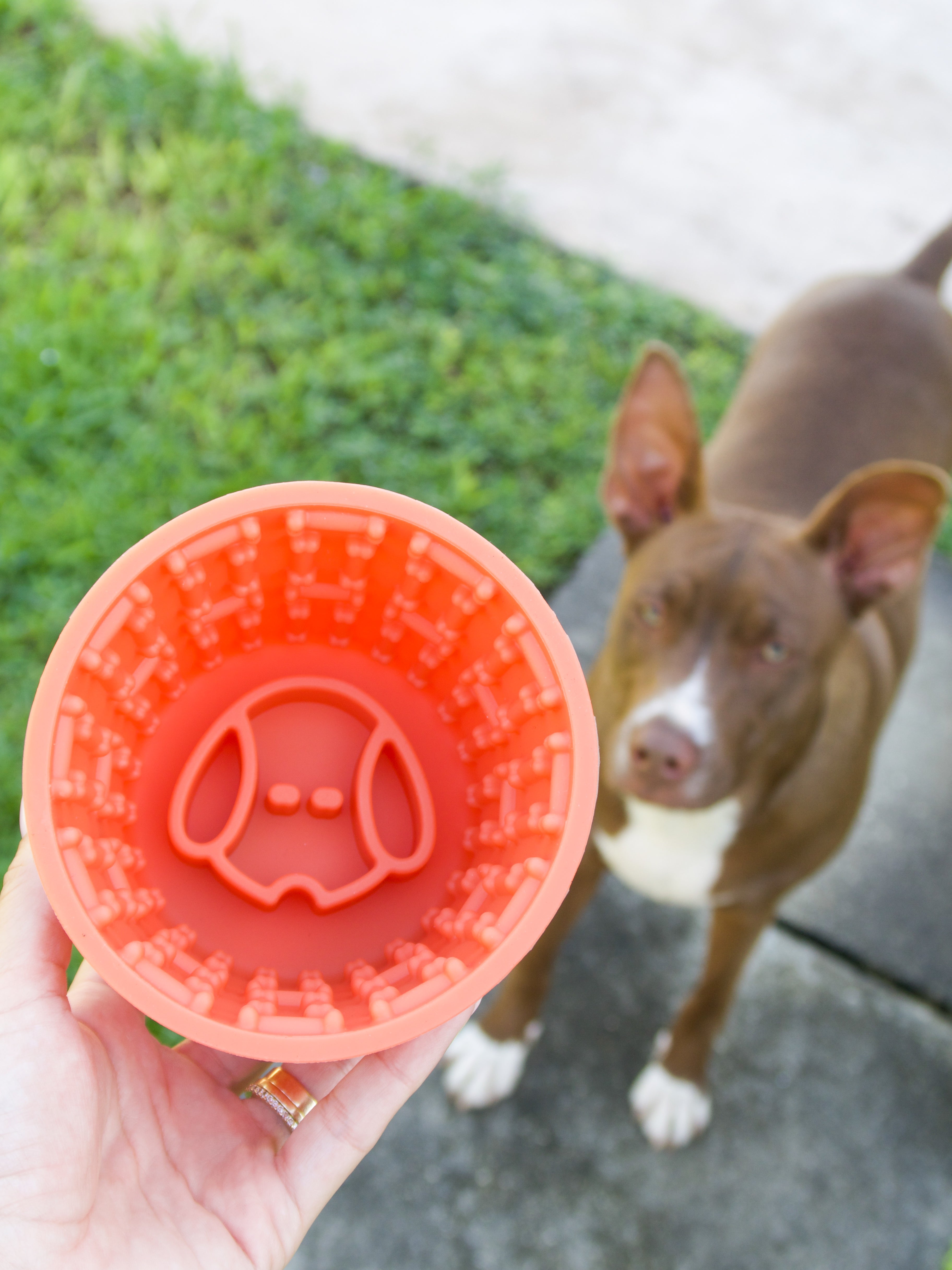 The Beginner’s Guide to Dog Enrichment: Simple Activities Every Dog Mom Can Try