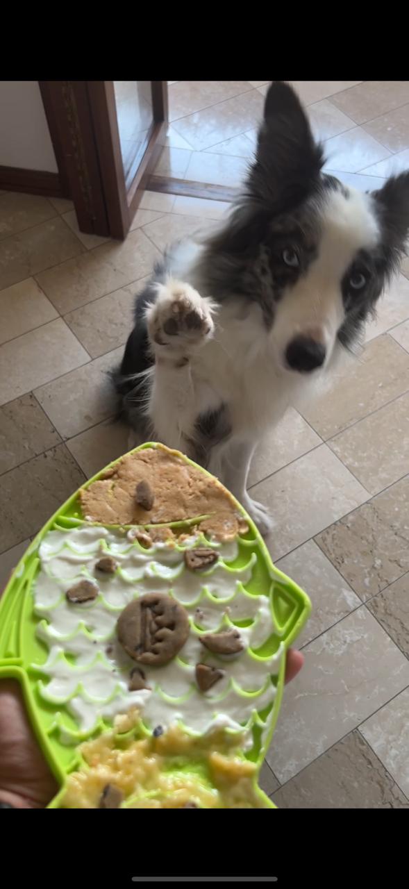 Why Every Dog Mom Needs a Lick Mat: 5 Surprising Benefits You Didn’t Know